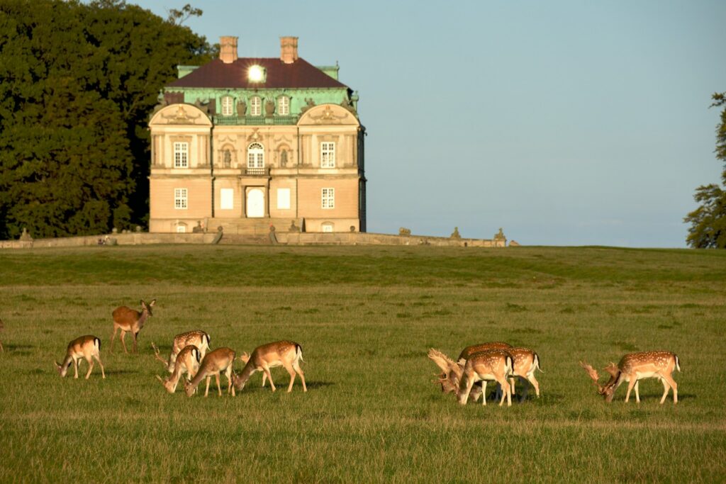 Deer grazing in the parkland of an English country house estate