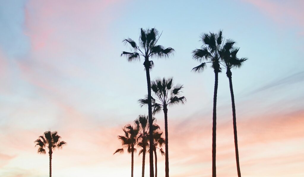 Palm trees silhouetted at dusk in Beverly Hills, the setting for Golden Globes awards season week