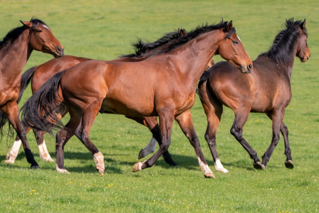 Horse country in the Kentucky bluegrass — Perfect.Live