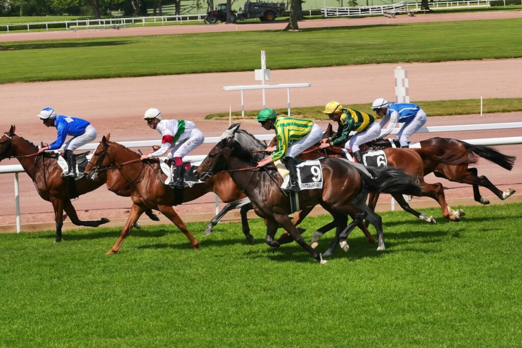 A closely bunched field of horses and jockeys racing on turf