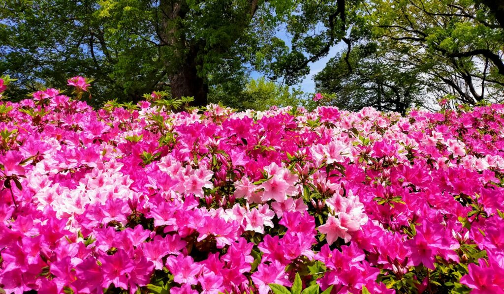 Azaleas in bloom at Augusta National during Masters 2027 week — Perfect.Live