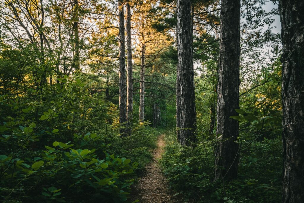 A narrow forest path between tall pines in soft evening light