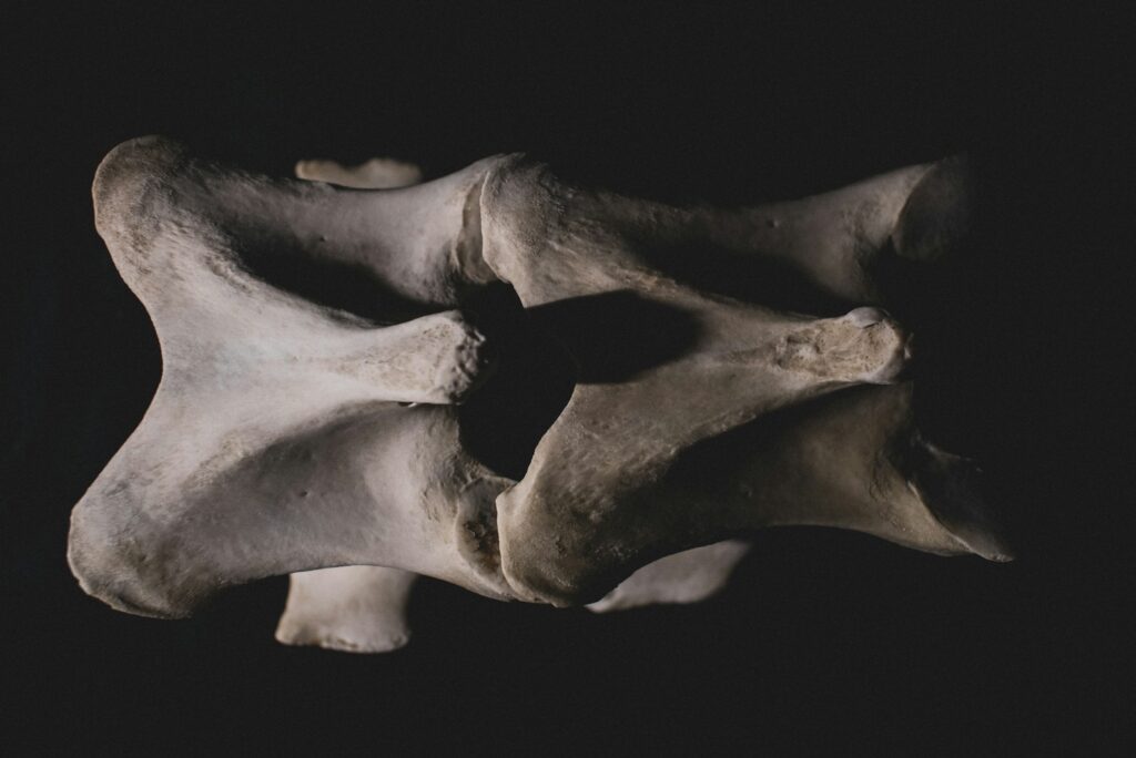 A pale vertebra photographed against a dark background
