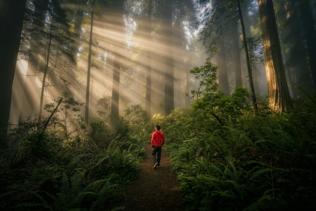 Person walking a misty forest path as sunbeams filter through tall trees