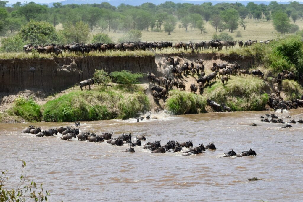 Wildebeest herds crossing the Mara River during the Great Migration