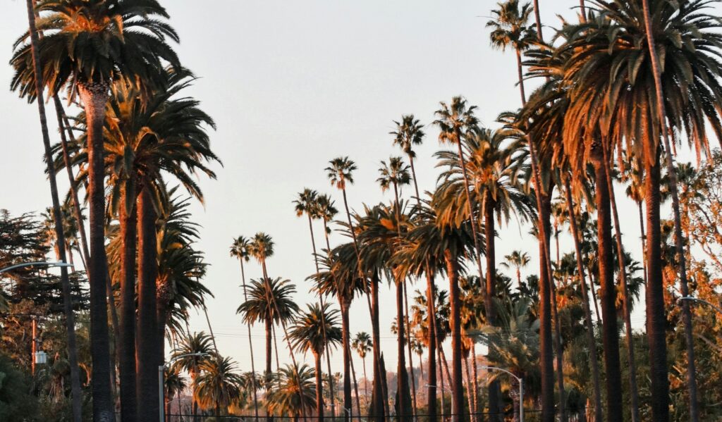 Palm-lined Beverly Hills street at golden hour, with tall palms catching the evening light.