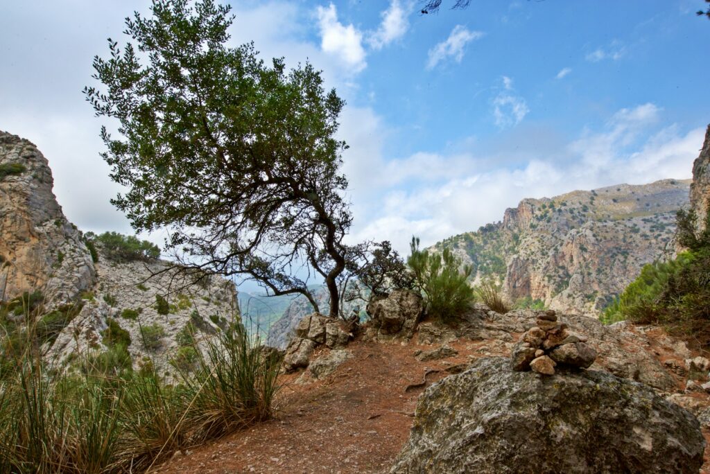Wind-shaped tree on a rocky ridge above a gorge in the Serra de Tramuntana, Mallorca