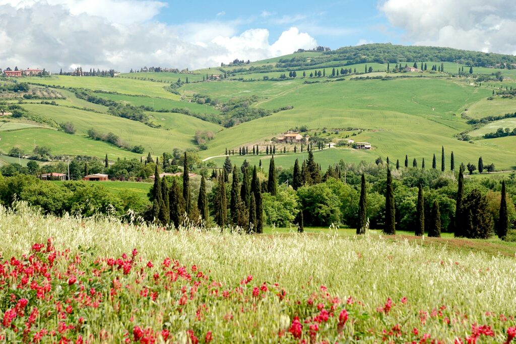 Rolling green Tuscan hills with cypress trees, villas, and red poppies