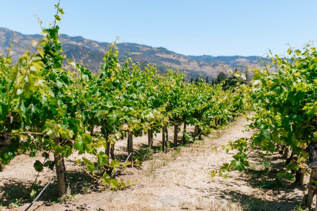 Rows of vines in a California wine-country vineyard with hills in the background