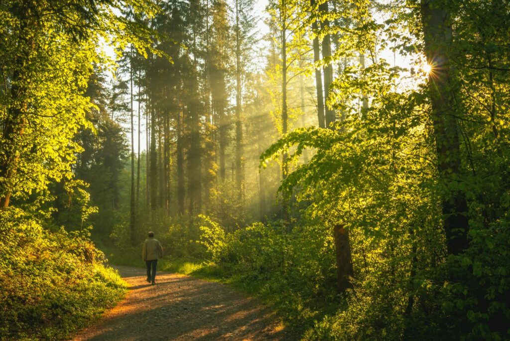 A lone walker on a sunlit forest path in the early morning